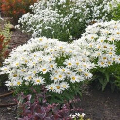 Amazing Daisies® ‘Spun Silk’ Shasta Daisy -Arbor Day Foundation Store Spun Silk Bananas 2