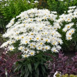 Amazing Daisies® ‘Spun Silk’ Shasta Daisy -Arbor Day Foundation Store Spun Silk Bananas 3
