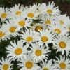 Amazing Daisies® ‘Spun Silk’ Shasta Daisy -Arbor Day Foundation Store Spun Silk Bananas 600x600 785a4f4b d4da 47c5 bb94 41e730a5336f