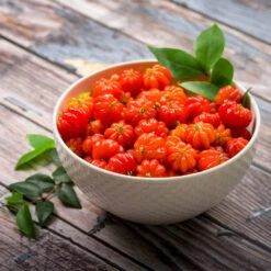 Star Cherry Tree (Pitanga) -Arbor Day Foundation Store Star Cherry 3 FGT