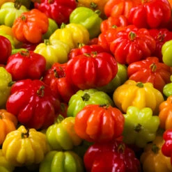 Star Cherry Tree (Pitanga) -Arbor Day Foundation Store Star Cherry 7 FGT