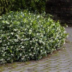 Star Jasmine -Arbor Day Foundation Store Star Jasmine 2 FGT