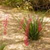 Dwarf Red Yucca Stoplights -Arbor Day Foundation Store Stoplights Dwarf Hesperaloe 600x600 c6cef494 df97 4058 ab1b 9a2d48368a7e