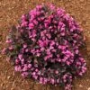 Stunner® Weigela -Arbor Day Foundation Store Stunner weigela 600x600 374f2660 7429 4603 bcb3 1c1dcc3fcbf2
