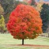 Sugar Maple Tree -Arbor Day Foundation Store Sugar Maple FGT 600x600 6ad4956a ec6e 4ab2 a66a 1a1245471195