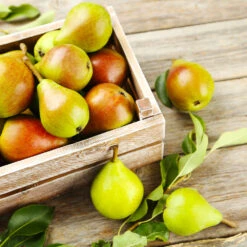 Summercrisp Pear Tree -Arbor Day Foundation Store Summercrisp Pear 3 FGT