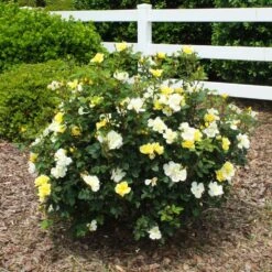 Sunny Knock Out® Rose -Arbor Day Foundation Store Sunny knockout rose Shrub 1 FGT