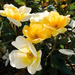 Sunny Knock Out® Rose -Arbor Day Foundation Store Sunny knockout rose Shrub 3 FGT