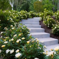 Sunny Knock Out® Rose -Arbor Day Foundation Store Sunny knockout rose Shrub 7 FGT