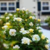 Sunny Knock Out® Rose -Arbor Day Foundation Store Sunny knockout rose Shrub FGT 600x600 72c70240 c500 4323 8aab 19d4bef391ee