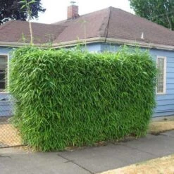 Sunset Glow Bamboo -Arbor Day Foundation Store Sunset Glow Bamboo 2 450w