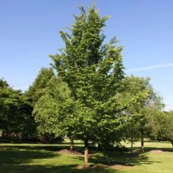 Emerald Sunshine® Elm Tree -Arbor Day Foundation Store Sunshine Elm 2
