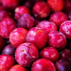 Superior Plum Tree -Arbor Day Foundation Store Superior Plum 3