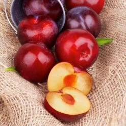 Superior Plum Tree -Arbor Day Foundation Store Superior Plum 4