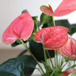 Pink Anthurium -Arbor Day Foundation Store Sweet Dream Pink Anthurium 1