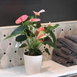 Pink Anthurium -Arbor Day Foundation Store Sweet Dream Pink Anthurium 2