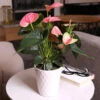 Pink Anthurium -Arbor Day Foundation Store Sweet Dream Pink Anthurium 600x600 1