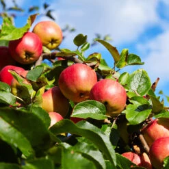 Honeycrisp™ & Sweet Sixteen Twisted Apple Tree -Arbor Day Foundation Store Sweet Sixteen