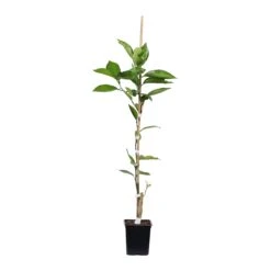 Tangelo Tree 12 Tangelo Tree -Arbor Day Foundation Store TAN TRE 12 1QT