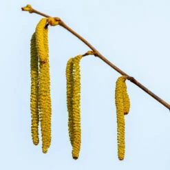 Theta Filbert Hazelnut -Arbor Day Foundation Store THeta FIlbert Hazelnut 3