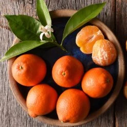 Tangelo Tree 11 Tangelo Tree -Arbor Day Foundation Store Tangelo 1 FGT