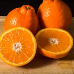 Tangelo Tree 13 Tangelo Tree -Arbor Day Foundation Store Tangelo 3 FGT