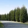 'Techny' Cold Hardy Thuja Tree -Arbor Day Foundation Store Techny Thuja 600x600 1cd3e632 9e45 4859 8915 61aad741ad2b