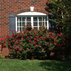 The Grand Champion™ Rose -Arbor Day Foundation Store The Grand Champion Rose 1