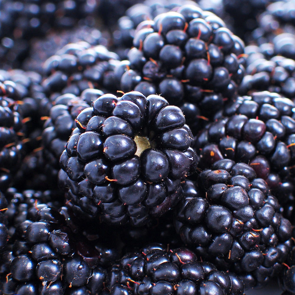 Thornless Blackberry 5 Thornless Blackberry - Image 3