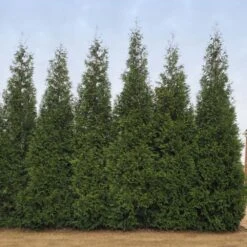 Junior Giant Thuja Tree 9 Junior Giant Thuja Tree -Arbor Day Foundation Store Thuja Junior Giant BB 2