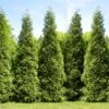 Junior Giant Thuja Tree -Arbor Day Foundation Store Thuja Junior Giant FGT
