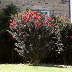 Thunderstruck™ Coral Boom™ Crape Myrtle Tree 9 Thunderstruck™ Coral Boom™ Crape Myrtle Tree -Arbor Day Foundation Store Thunderstruck Coral Bloom 2