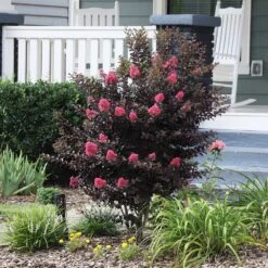 Thunderstruck™ Coral Boom™ Crape Myrtle Tree 8 Thunderstruck™ Coral Boom™ Crape Myrtle Tree -Arbor Day Foundation Store Thunderstruck Coral Bloom 6
