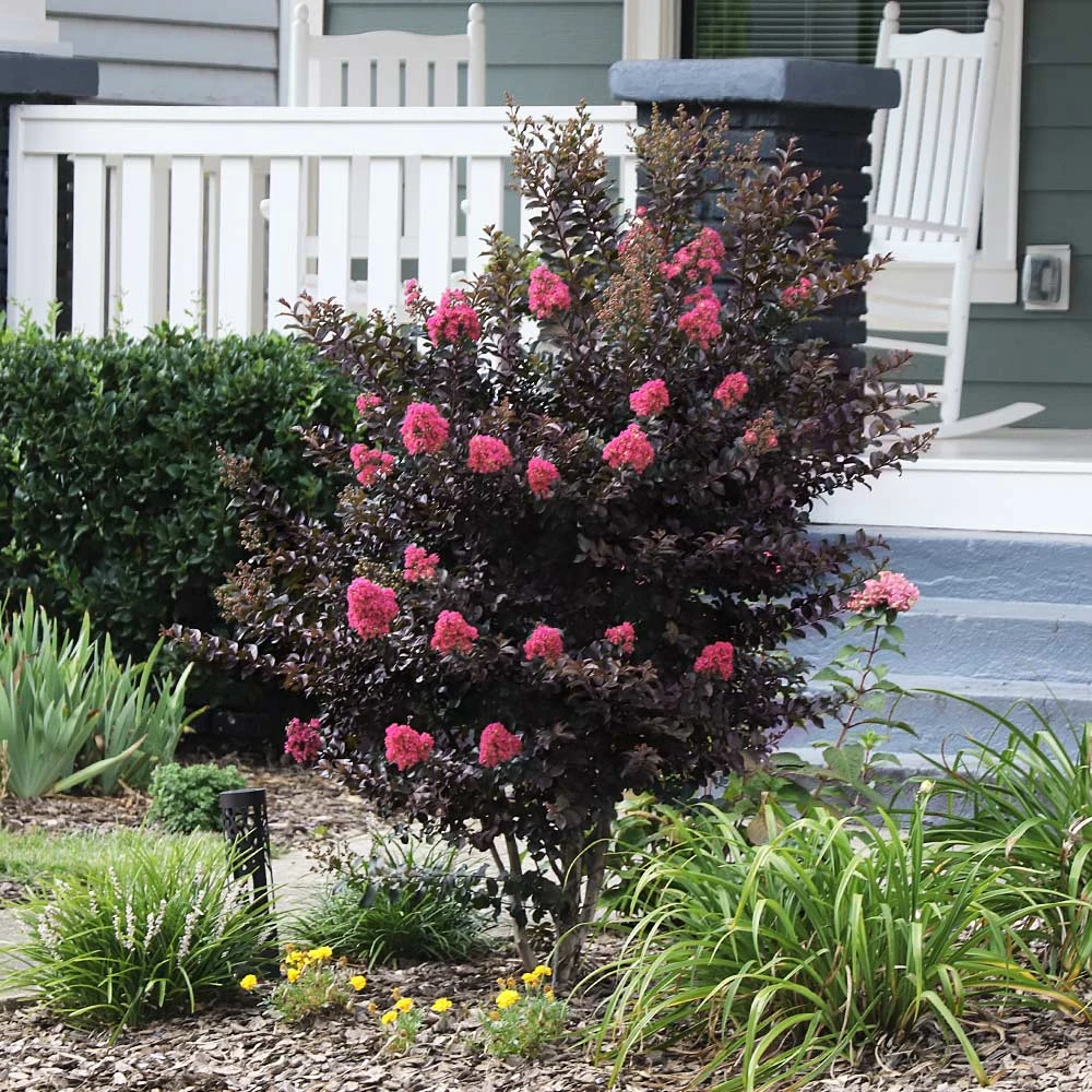 Thunderstruck™ Coral Boom™ Crape Myrtle Tree 5 Thunderstruck™ Coral Boom™ Crape Myrtle Tree - Image 3