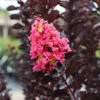 Thunderstruck™ Coral Boom™ Crape Myrtle Tree -Arbor Day Foundation Store Thunderstruck Coral Bloom FGT 600x600 78393993 bc09 480e a4f5 ada4b665bac2