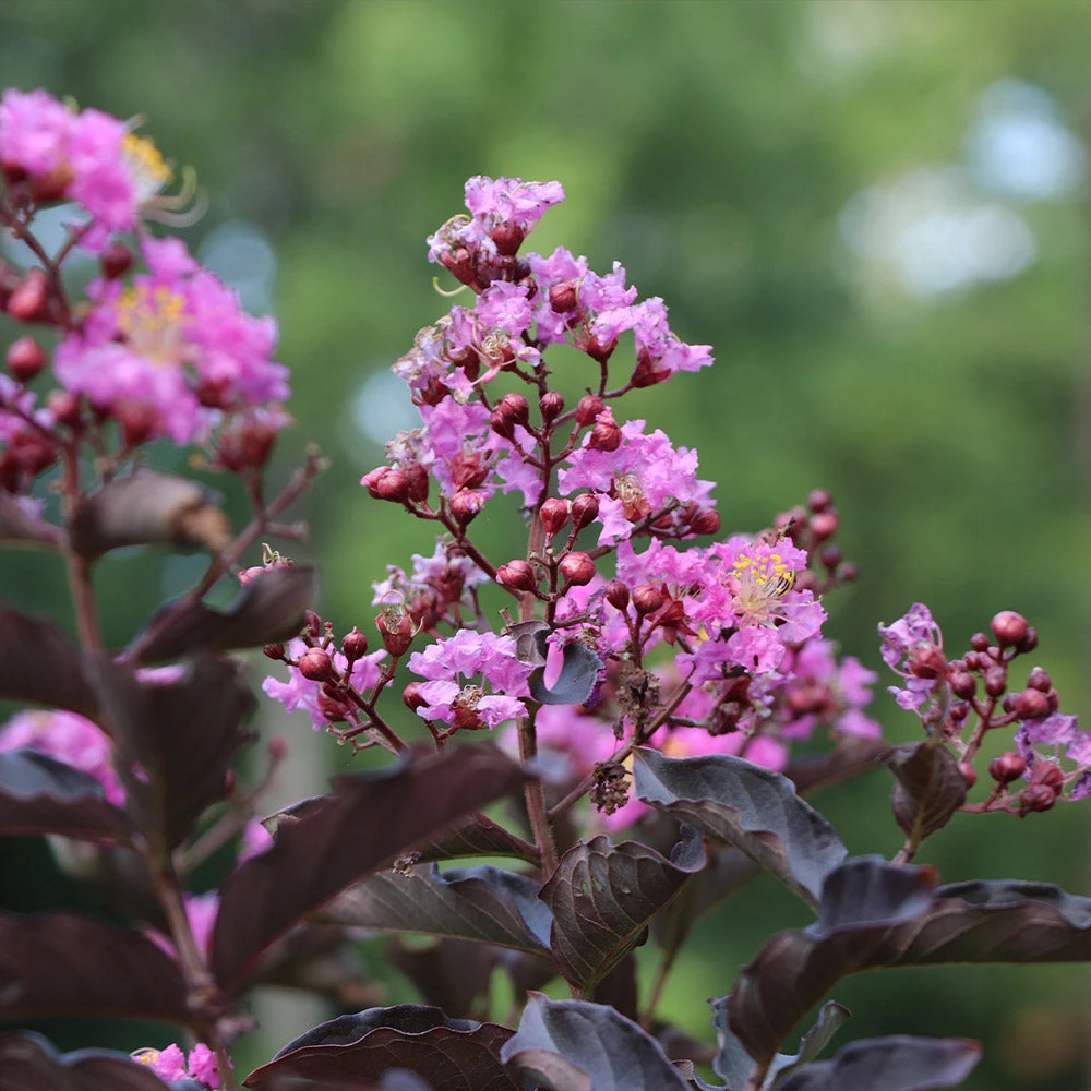 Thunderstruck™ Lavender Blast™ Crape Myrtle Tree 4 Thunderstruck™ Lavender Blast™ Crape Myrtle Tree - Image 2