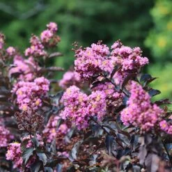 Thunderstruck™ Lavender Blast™ Crape Myrtle Tree 8 Thunderstruck™ Lavender Blast™ Crape Myrtle Tree -Arbor Day Foundation Store Thunderstruck Lavender Blast 2 FGT