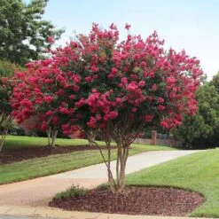 Tonto Crape Myrtle Tree 10 Tonto Crape Myrtle Tree -Arbor Day Foundation Store Tonto Crape Myrtle 2
