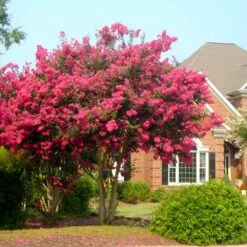 Tonto Crape Myrtle Tree 9 Tonto Crape Myrtle Tree -Arbor Day Foundation Store Tonto Crape Myrtle 4 FGT