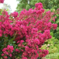 Tonto Crape Myrtle Tree 11 Tonto Crape Myrtle Tree -Arbor Day Foundation Store Tonto Crape Myrtle 5 FGT