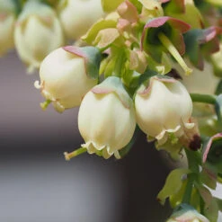 Top Hat Blueberry Bush -Arbor Day Foundation Store TopHat BLueberry 3