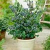 Top Hat Blueberry Bush -Arbor Day Foundation Store Tophat BLueberry FGT 600x600 a5719f76 8f23 4e54 96ff 2e9680dd339f