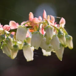 Toro Blueberry Bush - USDA Organic 14 Toro Blueberry Bush - USDA Organic -Arbor Day Foundation Store Toro Blueberry 3 1cbc3ceb 6262 43bb 917a 490851827d67