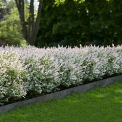 Tri-Color Dappled Willow 9 Tri-Color Dappled Willow -Arbor Day Foundation Store Tri Color Willow Shrub 1