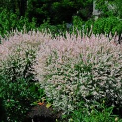 Tri-Color Dappled Willow 10 Tri-Color Dappled Willow -Arbor Day Foundation Store Tri Color Willow Shrub 2