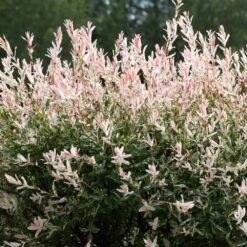 Tri-Color Dappled Willow 11 Tri-Color Dappled Willow -Arbor Day Foundation Store Tri color Willow 1 FGT