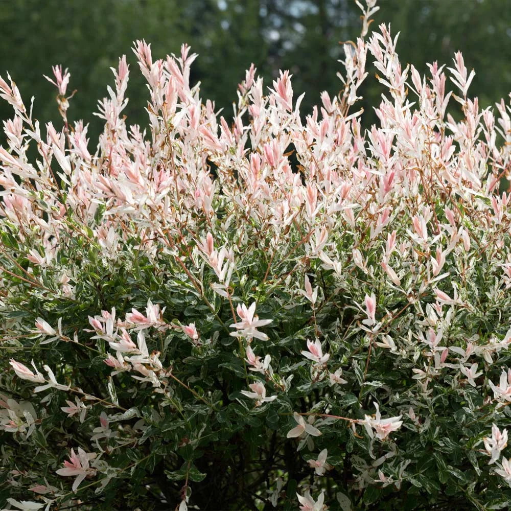 Tri-Color Willow Tree 5 Tri-Color Willow Tree - Image 3
