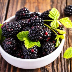 Triple Crown Blackberry Plant - USDA Organic -Arbor Day Foundation Store Triple Crown Blackberry 2 f4c1707d 0278 4583 832b 171127df1ba2