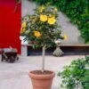 Yellow Tropical Hibiscus Tree 2 Yellow Tropical Hibiscus Tree -Arbor Day Foundation Store Tropical Hibiscus Yellow FGT 600x600 fc3eae3c 4fde 45b0 8545 fdf2d03ffcb8