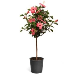 Pink Tropical Hibiscus Tree -Arbor Day Foundation Store Tropical Pink Hibiscus 2
